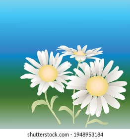Vector greeting card with white chamomiles