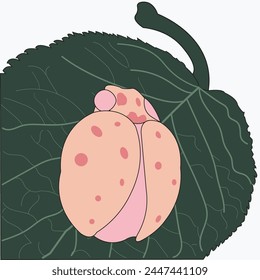 Fondo gris Vector con hojas y mariquita. Vector - existencias
