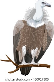 Vector Griffon Vulture