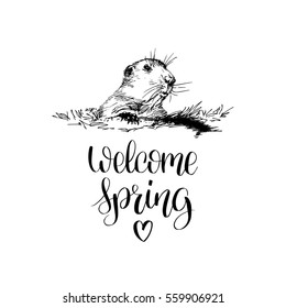 Vector Groundhog Day sketched illustration with hand lettering quote Welcome Spring. February 2 greeting holiday poster or card etc.