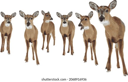 Vector Group of White Tailed Deer Isolated with No Background. Cute Animal Nature Vector Image