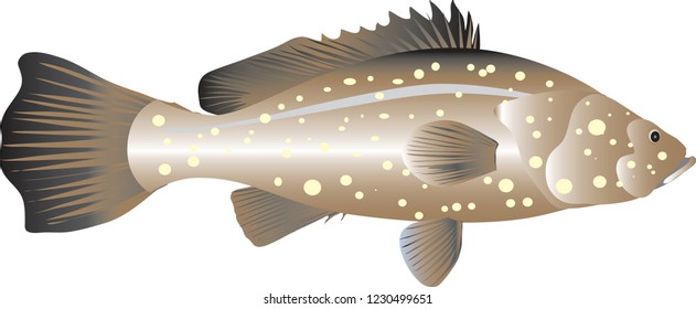 Vector Grouper Marine Fish Stock Vector (Royalty Free) 1230499651 ...