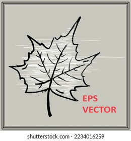 Vector grunge strokes maple leaf isolated object template. hand drawn abstract element.