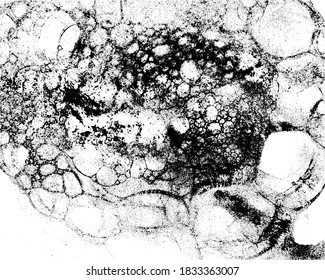 Vector grunge texture in black and white