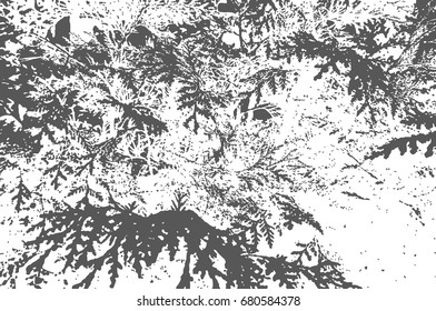 vector grunge texture horizontal. branches of cypress. background illustration for design