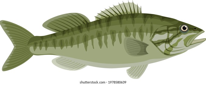 vector Guadalupe Bass fish illustration