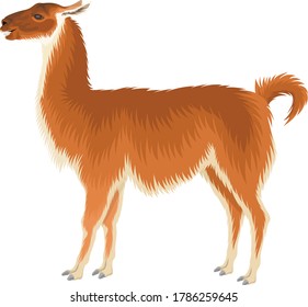 vector guanaco - Wild llama illustration 