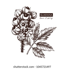 Ilustración del vector Guarana. Dibujo de árbol tropical dibujado a mano. Plantilla de diseño botánico. Planta tónica vintage sobre fondo blanco