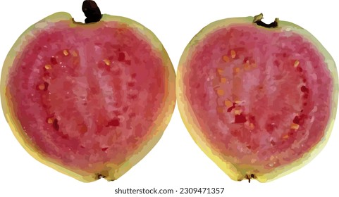 vector guava fruit cut in half on a white background