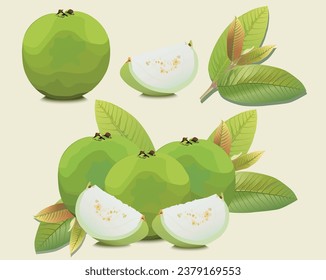 Vector guava fruit with green peel, crispy flesh, sweet inside. Includes both guava leaves and halves.