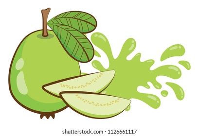 vector guava fruit with leaf and juice splash on white background