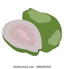Frutas de guayaba vectorial aisladas en fondo blanco. Ilustración