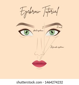 Vector guide for creating the perfect eyebrows. 
Microblading, tattoo, eyebrow form, tutorial, semi-permanent. Make up instruction. 
Illustration with beautiful female face for eyebrow drawing.
