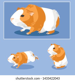 Vector guinea pig for animation.