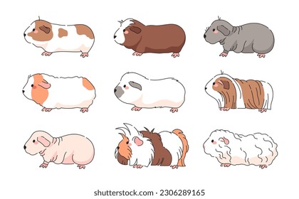 Vector Guinea Pig Breeds Collection - Isolated set of american, crested, skinny, himalayan, merino, silky, teddy, sheba guinea pigs.