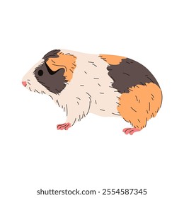 Vector guinea pig or cartoon cavy. Animal flat illustration or domestic rodent clipart. Funny and comic mascot with fur and wool. Cute and small home habitat. Fauna and zoology, biology theme. Mammal