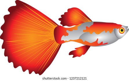 Vector - Guppy Fish, Aquarium Fresh Water Fish