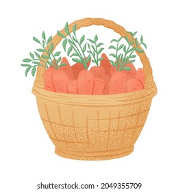 Vector habd drawn basket with carrots in cartoon style. Bright carrot vegetables in basket isolated on white background. Healthy organic carrots for autumn farm market design.
