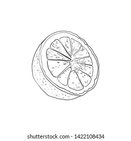 Vector Half Lemon Sketch, Outline Black Drawing Isolated on White Background, Contour Lines, Hand Drawn Illustration.