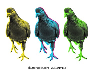 Vector halftone curious pigeon illustration. Contemporary art concept.