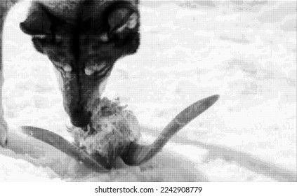 Vector halftone dotted image of the head of a West Siberian Laika leaning over the remains of a goat skull with horns. Long shadows on the surface of the snow. Space for copy text.  