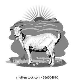 Vector halftone white goat grazing in a pasture