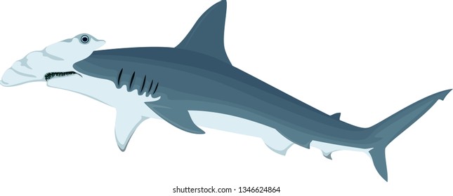 Vector Hammerhead Shark