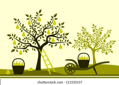 vector hand barrow with basket of pears in pear orchard
