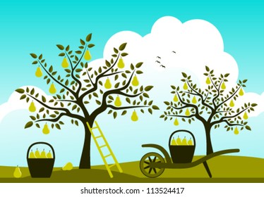vector hand barrow with basket of pears in pear orchard