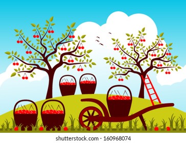 vector hand barrow and baskets of cherries in cherry orchard
