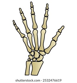 vector hand bone x-ray on white background