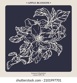Vector hand darwn apple blossom. Eps 10 botanical illustration