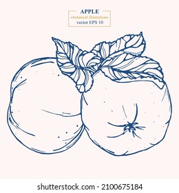 Manos vectoras de manzana. Ilustración botánica Eps 10