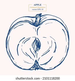 Manos vectoras de manzana. Ilustración botánica Eps 10