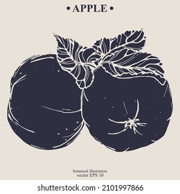 Vector hand darwn apple. Eps 10 botanical illustration