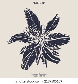 Vector hand darwn lilium flower. Eps 10 botanical illustration