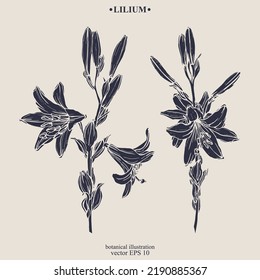 Vector hand darwn lilium flower. Eps 10 botanical illustration