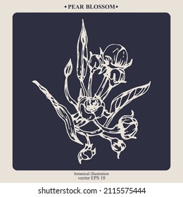 La flor de peras oscurecidas de la mano del vector. Ilustración botánica Eps 10