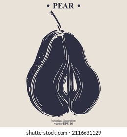 Vector hand darwn pear. Eps 10 botanical illustration