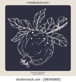 Vector hand darwn pomegranate. Eps 10. Line-art botanical illustration
