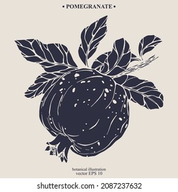 La mano vectora de la granada de ceño. Ilustración botánica Eps 10