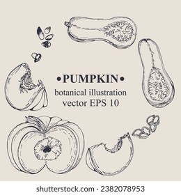 Vector hand darwn Pumpkin frame. Pumpkin elements. Botanical illustration for backdrop, cover design