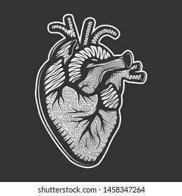 Vector hand dra style illustration for posters, decoration and print. Drawn sketch of anatomical heart in monochrome isolated on white background. Detailed vintage woodcut style drawing. Graphic.