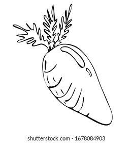 Vector, hand draw carrot vegetable icon. Flat illustration of carrot.