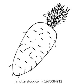 Vector, hand draw carrot vegetable icon. Flat illustration of carrot.