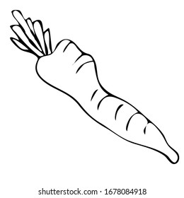 Vector, hand draw carrot vegetable icon. Flat illustration of carrot.