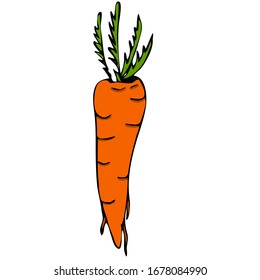 Vector, hand draw carrot vegetable icon. Flat illustration of carrot.