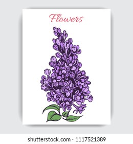 Vector hand draw colorful illustration with lilac.