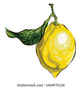vector. Hand draw Fresh lemons with leaves