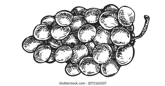 Vector hand draw grape bunch isolated on white background. Botanical illustration in sketch style. Monochrome design element for branding organic healthy fresh food or market cover, banner, menu.